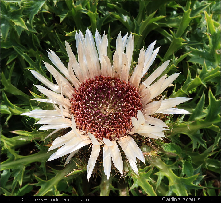 Carline acaule ou Baromètre - Carlina acaulis