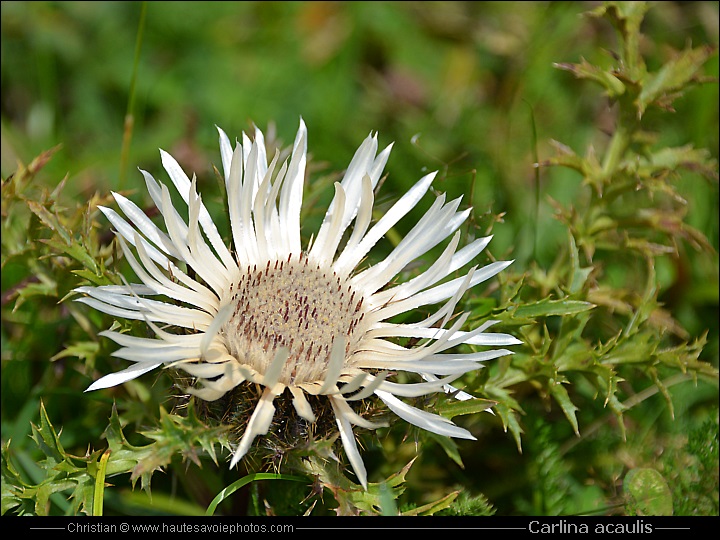 Carline acaule ou Baromètre - Carlina acaulis