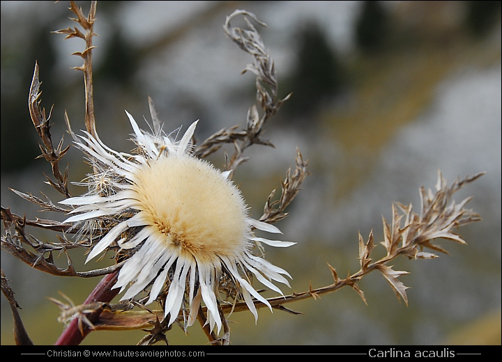 Carline acaule ou Baromètre - Carlina acaulis