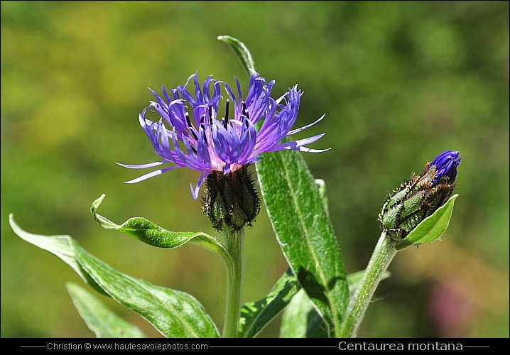 Bleuet de montagne - Centaurea montana ou Cyanus montanus