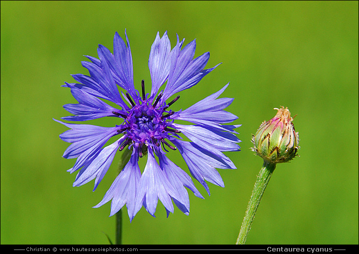 Bleuet des champs - Centaurea cyanus