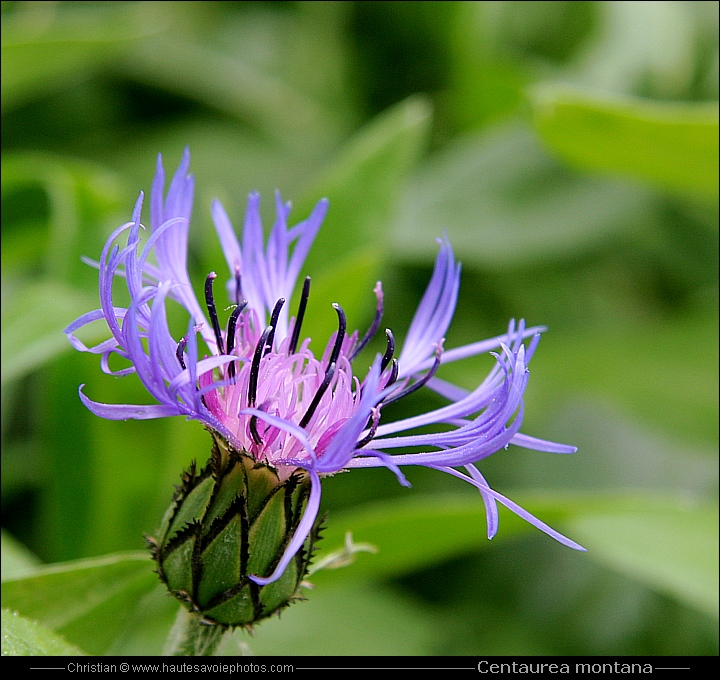 Bleuet de montagne - Centaurea montana ou Cyanus montanus