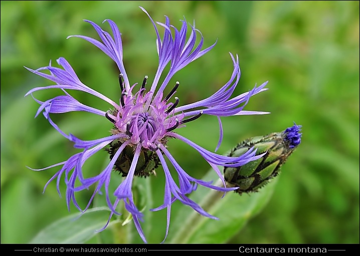 Bleuet de montagne - Centaurea montana ou Cyanus montanus