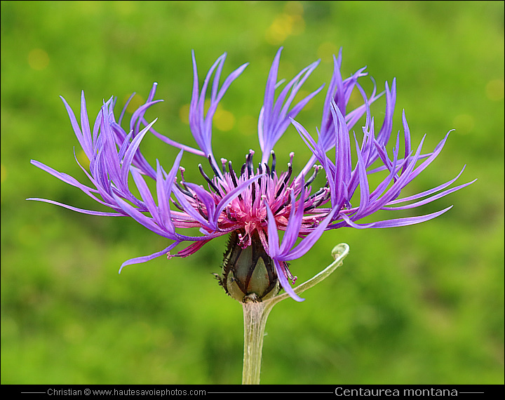 Bleuet de montagne - Centaurea montana ou Cyanus montanus