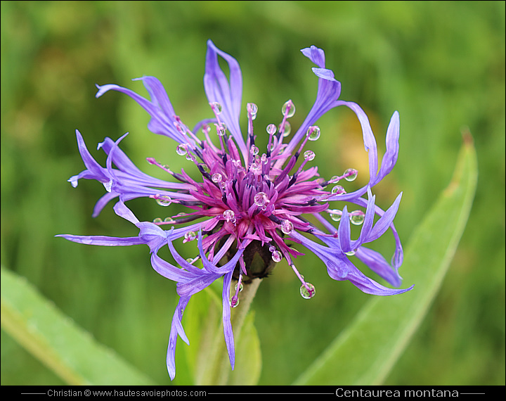 Bleuet de montagne - Centaurea montana ou Cyanus montanus