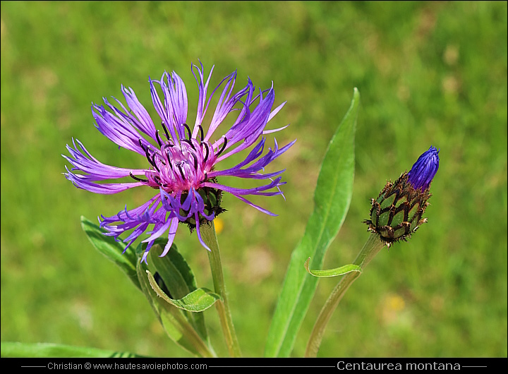 Bleuet de montagne - Centaurea montana ou Cyanus montanus