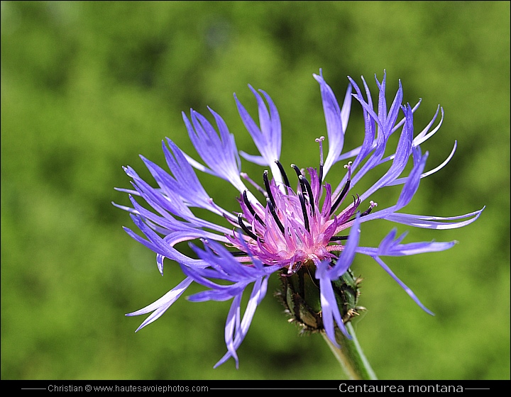 Bleuet de montagne - Centaurea montana ou Cyanus montanus