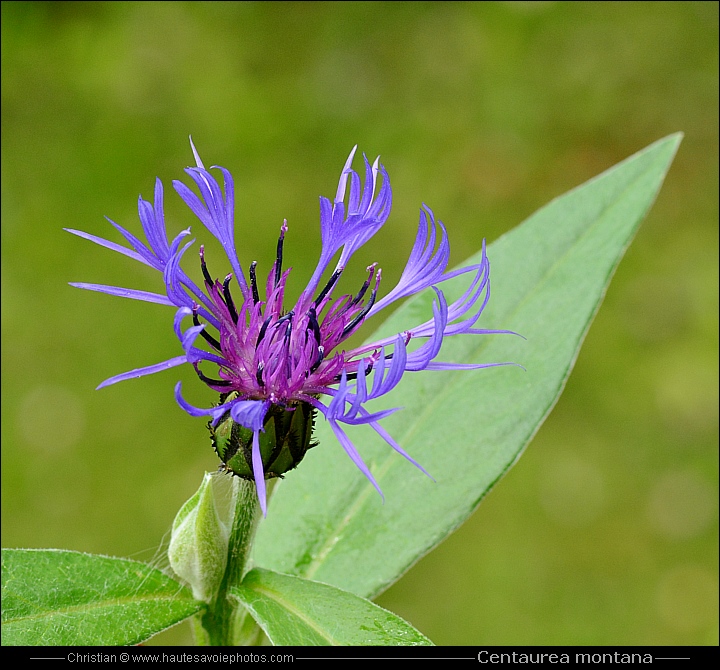 Bleuet de montagne - Centaurea montana ou Cyanus montanus