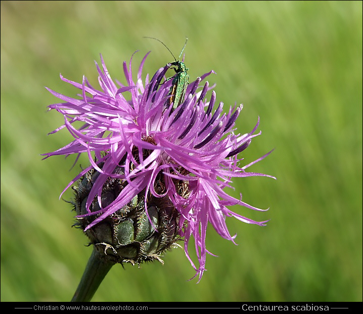 Centaurée scabieuse - Centaurea scabiosa