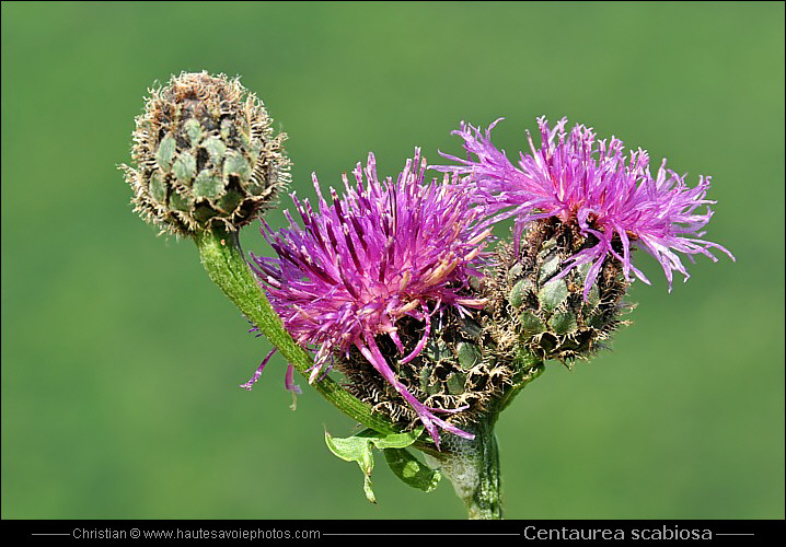 Centaurée scabieuse - Centaurea scabiosa