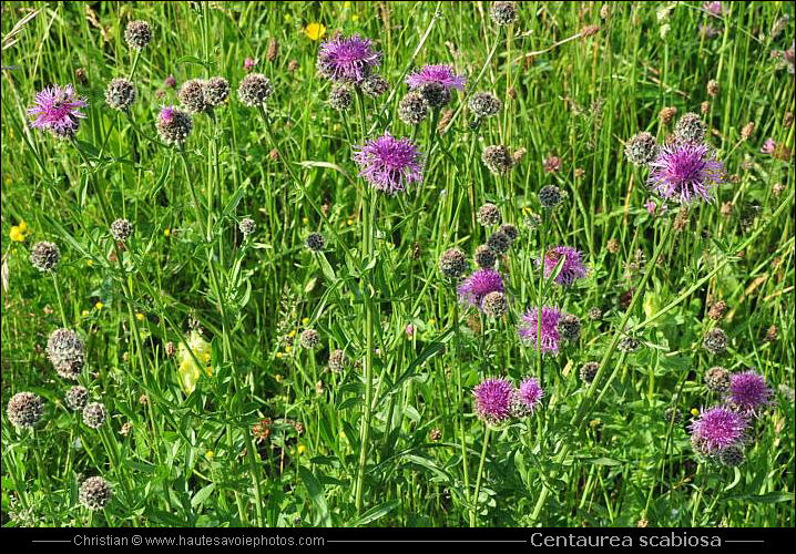 Centaurée scabieuse - Centaurea scabiosa