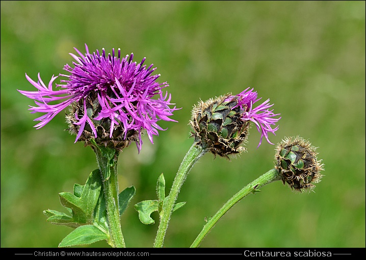 Centaurée scabieuse - Centaurea scabiosa