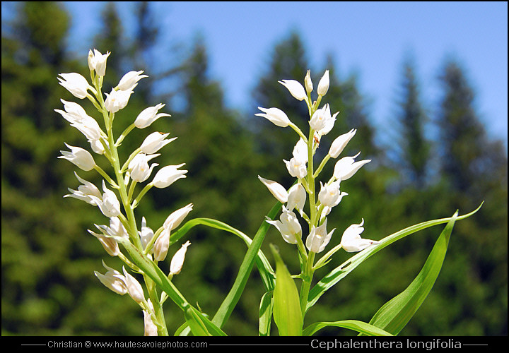 Céphalanthère à longues feuilles - Cephalanthera longifolia