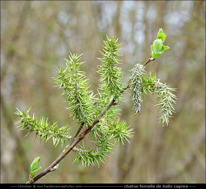 chaton femelle de Saule des chèvres - Salix caprea