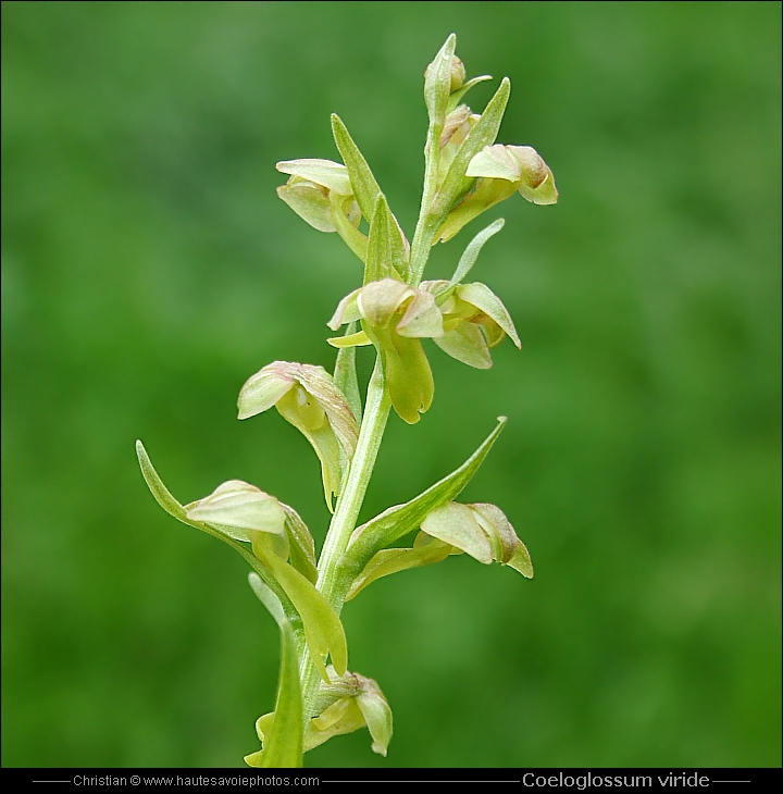 Orchis grenouille - Coeloglossum viride