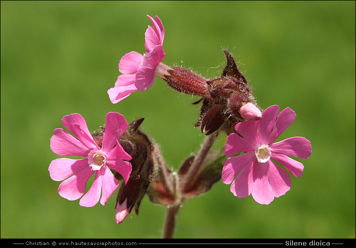 Silène dioïque ou Compagnon rouge - Silene dioica