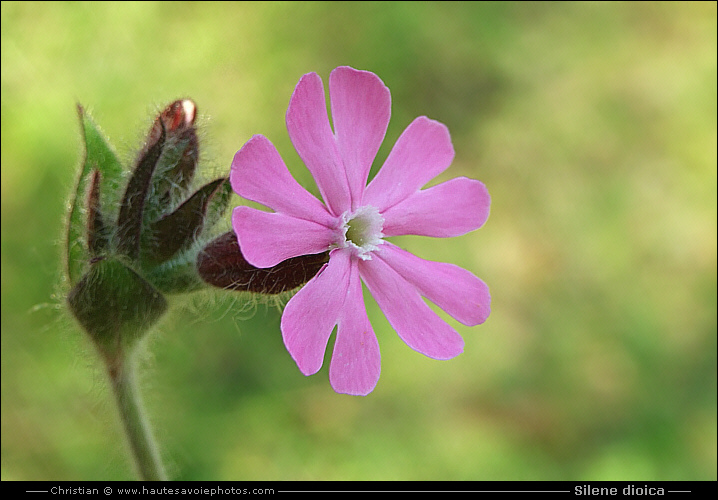 Silène dioïque ou Compagnon rouge - Silene dioica