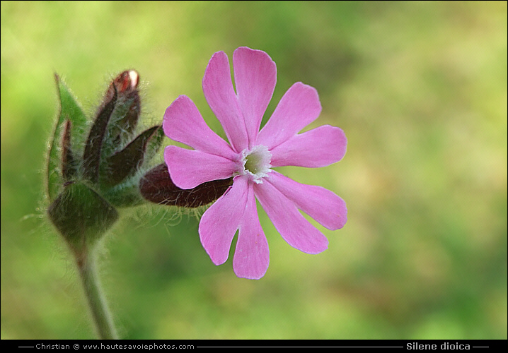 Silène dioïque - Silene dioica