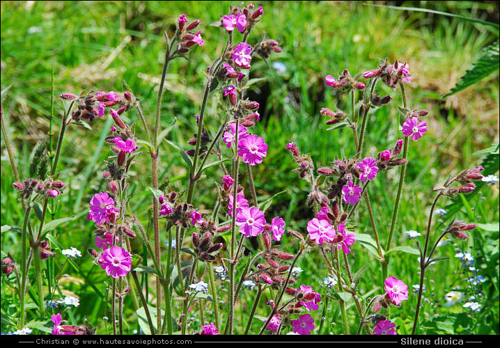 Silène dioïque ou Compagnon rouge - Silene dioica