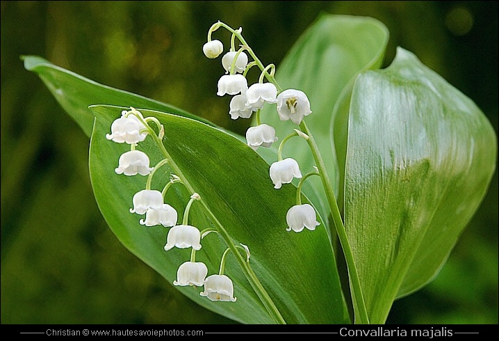 Muguet - Convallaria majalis