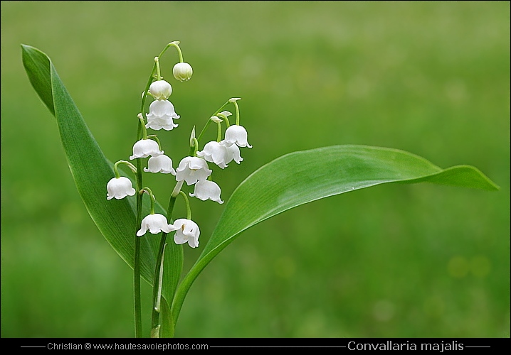 Muguet - Convallaria majalis