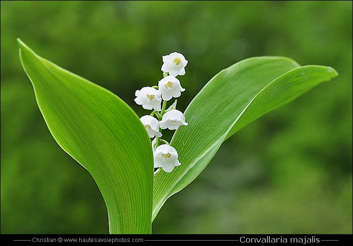 Muguet - Convallaria majalis