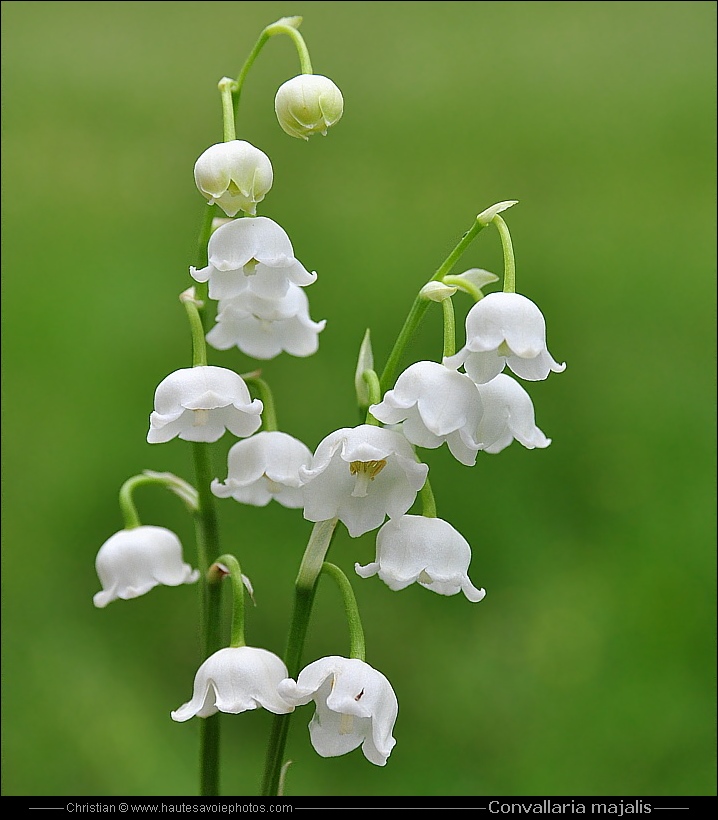 Muguet - Convallaria majalis