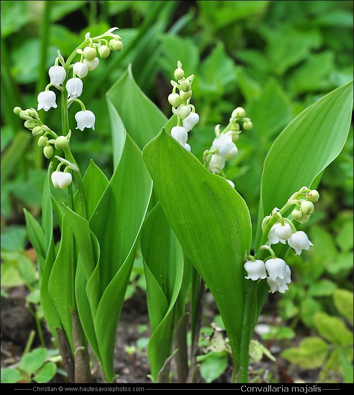 Muguet - Convallaria majalis