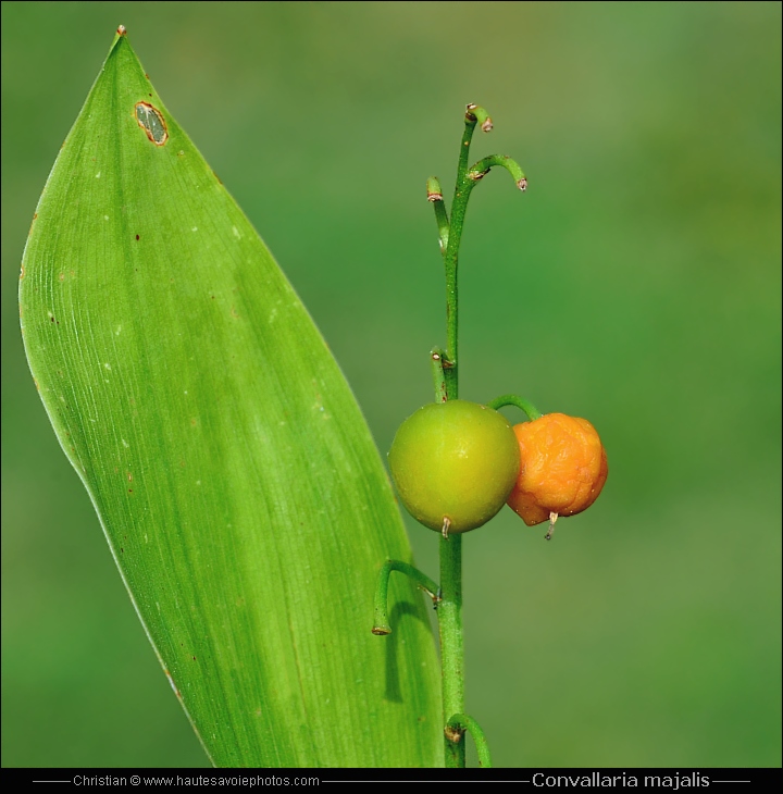 fruit du Muguet - Convallaria majalis