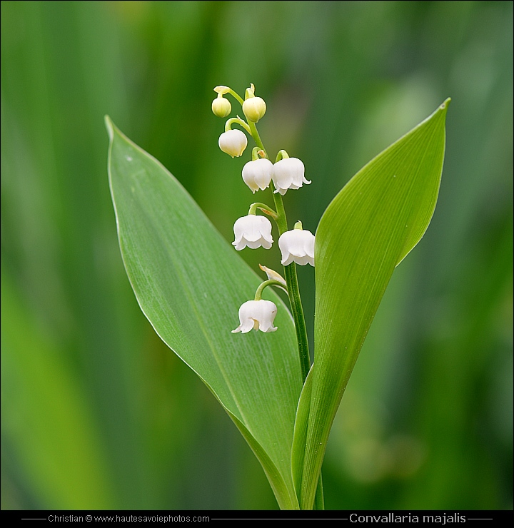 Muguet - Convallaria majalis