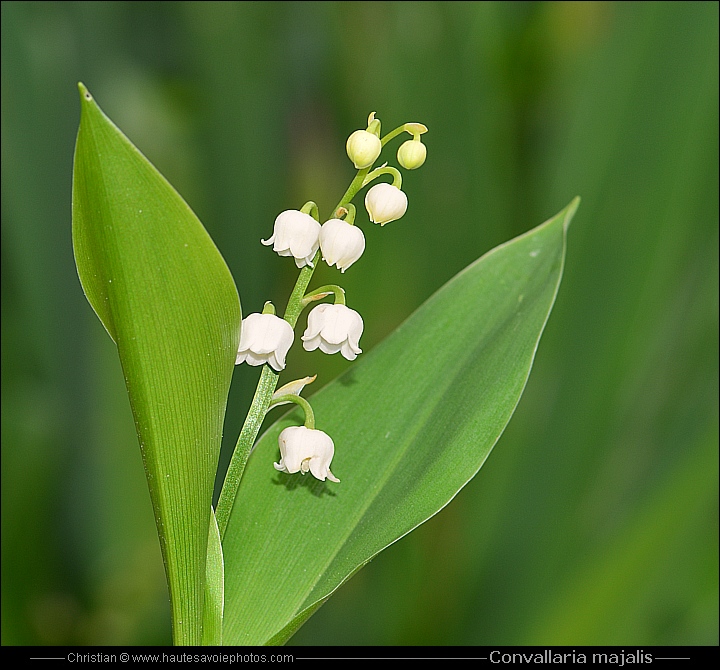 Muguet - Convallaria majalis