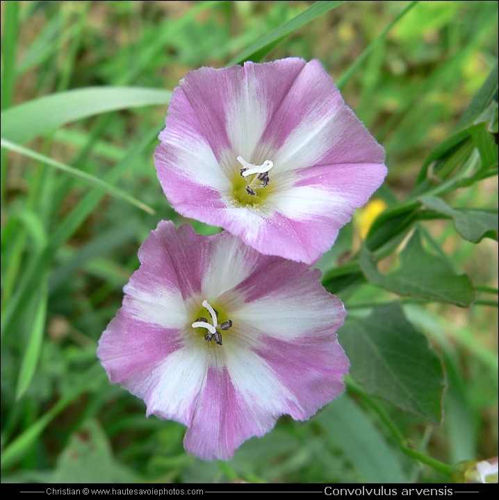 Liseron des champs - Convolvulus arvensis