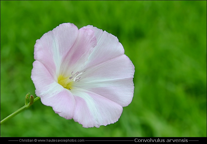 Liseron des champs - Convolvulus arvensis