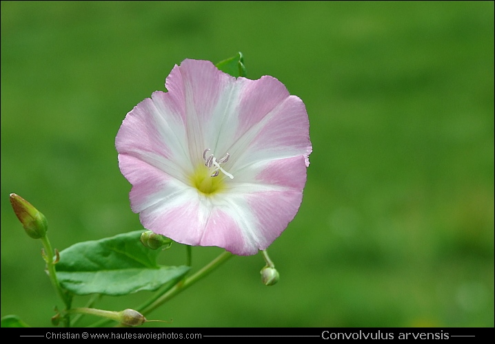 Liseron des champs - Convolvulus arvensis