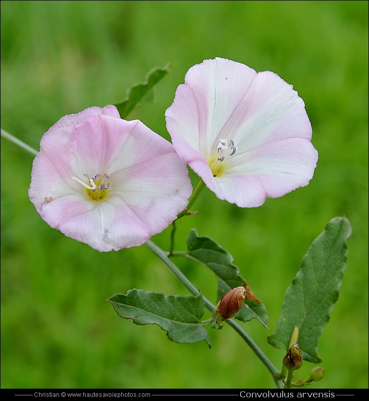 Liseron des champs - Convolvulus arvensis