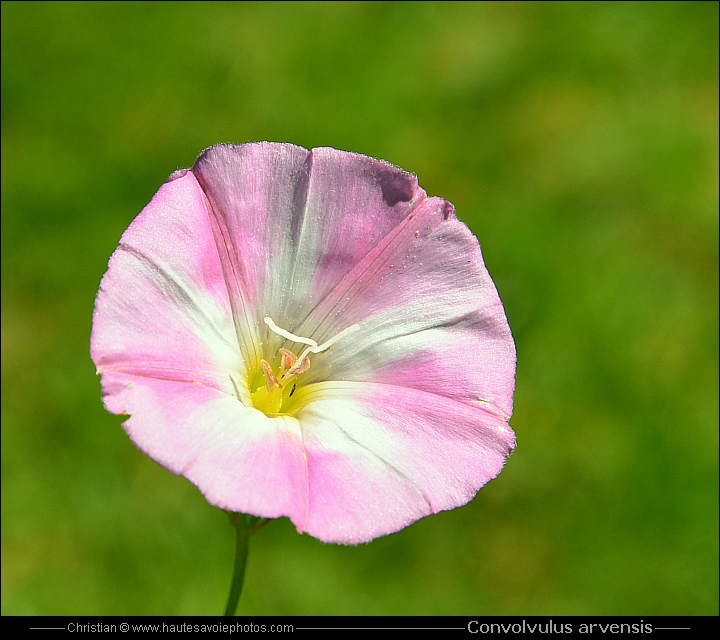 Liseron des champs - Convolvulus arvensis