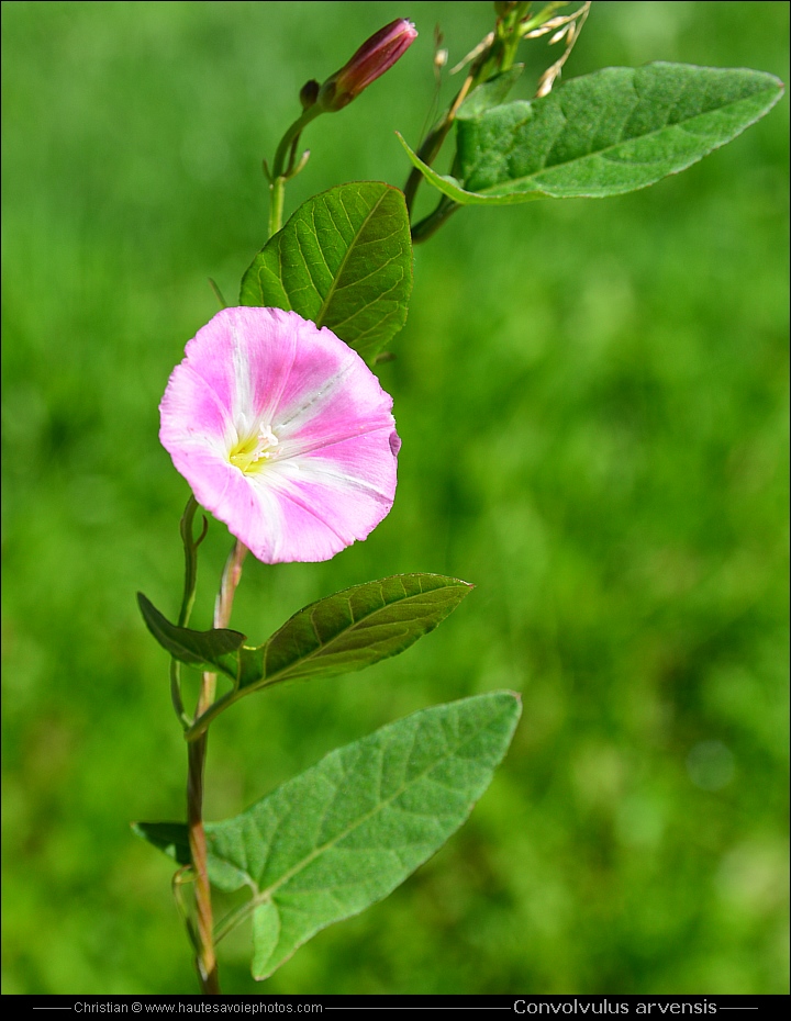 Liseron des champs - Convolvulus arvensis