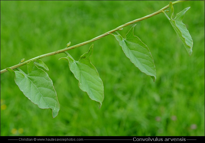 Liseron des champs - Convolvulus arvensis