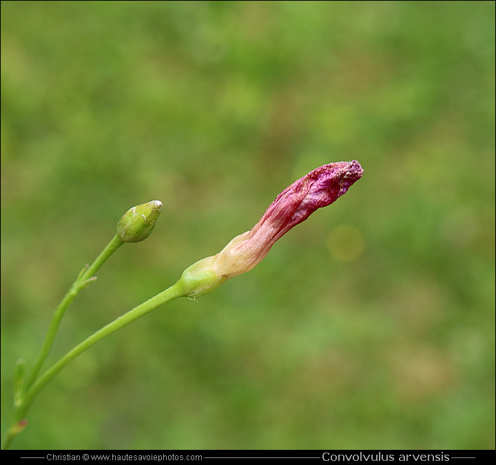 Liseron des champs - Convolvulus arvensis