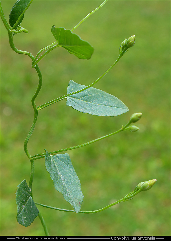 Liseron des champs - Convolvulus arvensis