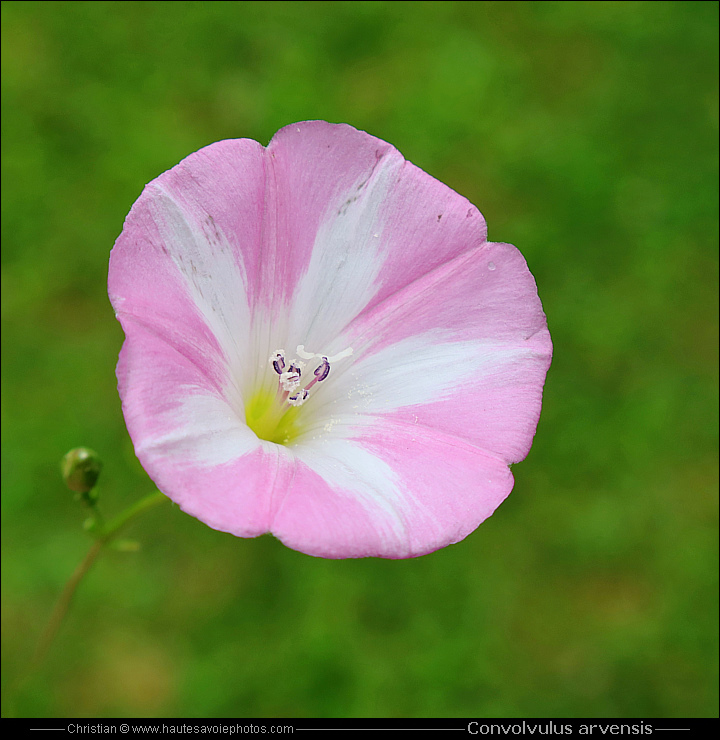 Liseron des champs - Convolvulus arvensis