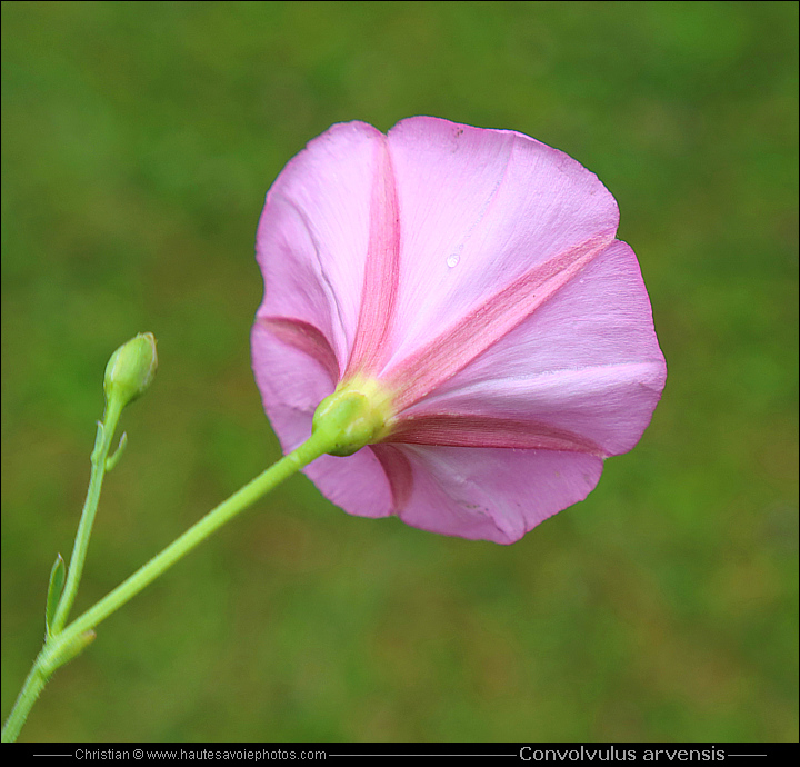 Liseron des champs - Convolvulus arvensis