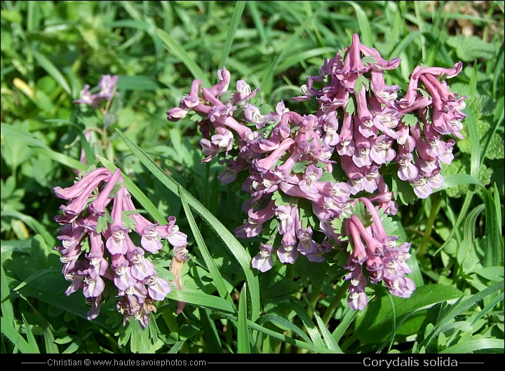 Corydalis solida