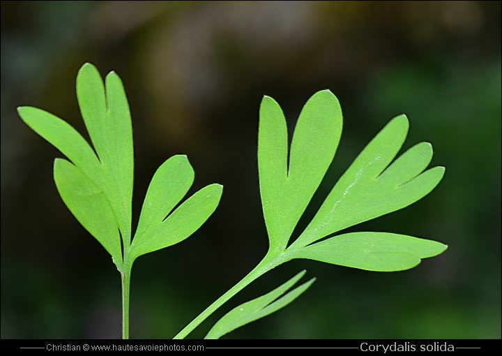 Corydalis solida