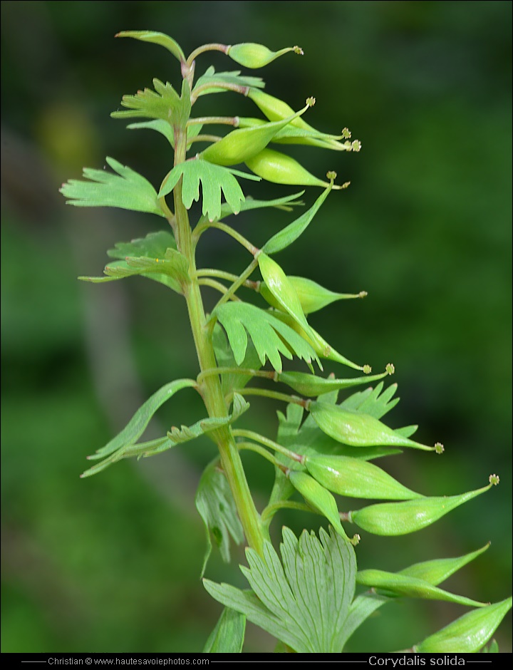 Corydalis solida