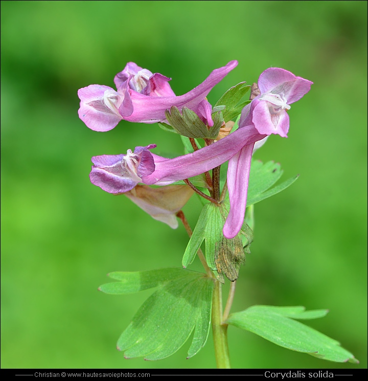 Corydalis solida