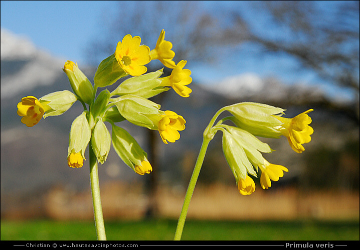 fleurs de Coucou