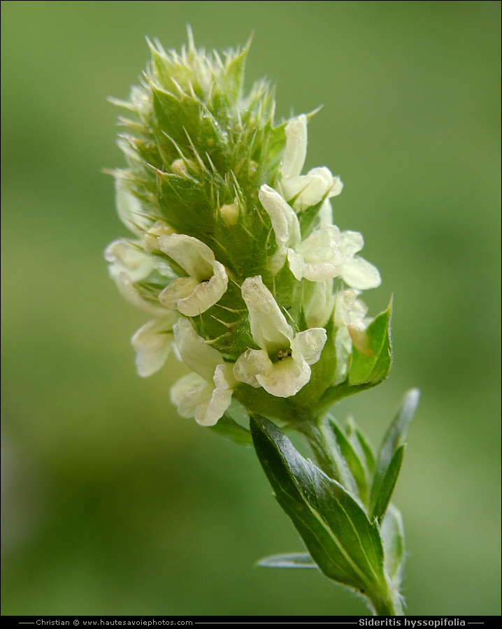 Crapaudine à feuilles d'Hysope - Sideritis hyssopifolia