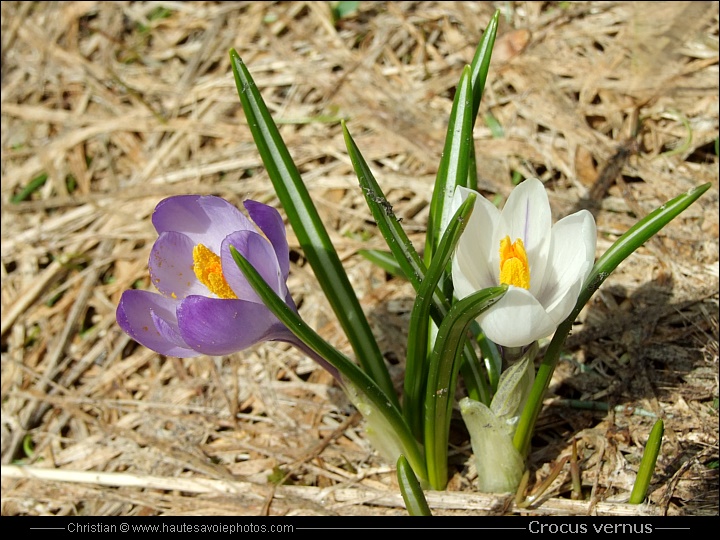 Safran printanier - Crocus vernus