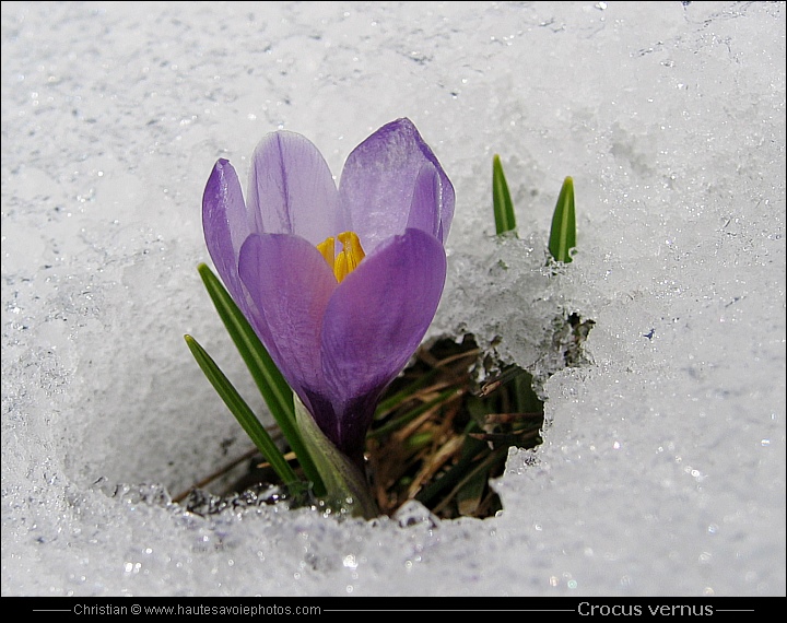 Safran printanier - Crocus vernus